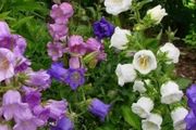 Canterbury Bells Ready to Flower