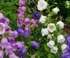 Canterbury Bells Ready to Flower
