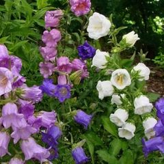 Canterbury Bells Ready to Flower