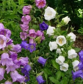 Canterbury Bells Ready to Flower