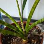 Plants set Image 3