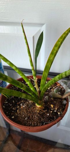 Plants set