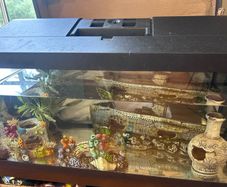 50l Fish tank and accessories