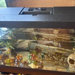 50l Fish tank and accessories