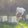 Nucs of bees Image 3
