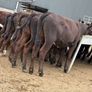 40 Aberdeen Angus Heifers Image 4