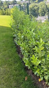 Laurel hedging