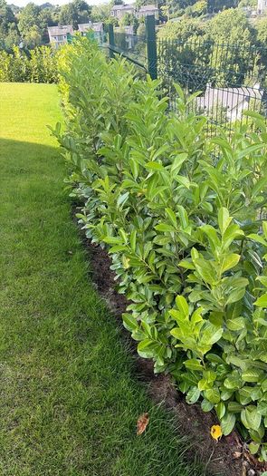 Laurel hedging