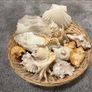 sea shells Image 2