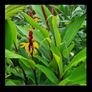 garden plants Image 2