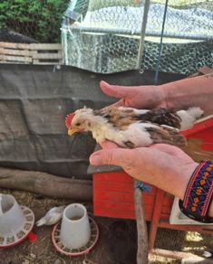 Roosters