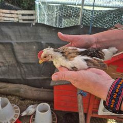 Roosters