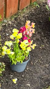 Plants (Antirrhinum)