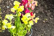 Plants