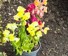 Plants