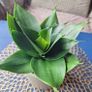 Healthy Sansevieria Hahnii in Decorative Pot Image 10