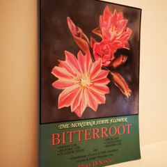 Bitterroot: Montana State Flower by Jerry De Santo