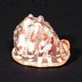 Large red helmet conch shell Image 3