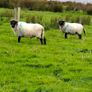 Rams Image 3