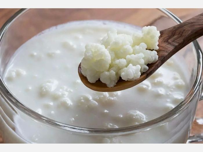 Organic Probiotic Milk Kefir Grains Tibetan Mushroom