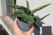 Tiger aloe vera plant