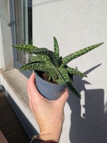 Tiger aloe vera plant