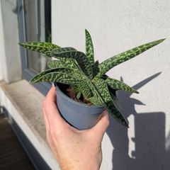 Tiger aloe vera plant
