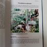 Cycads (Signed Hardback) - Nat Grobbelaar - Specialist Plant Book - Botany Book - Plant Reference Book Image 2
