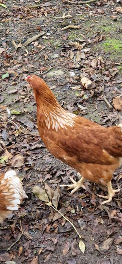 Point of lay pullets/hens