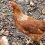 hens point of lay Image 7