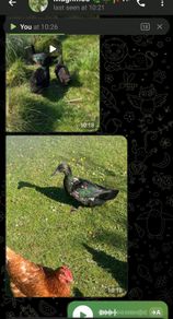 Duck hatching eggs