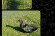 Duck hatching eggs