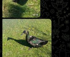 Cayuga Runner Mix ducklings ducks family for adoption