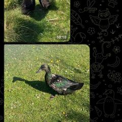 Cayuga Runner Mix ducklings ducks family for adoption
