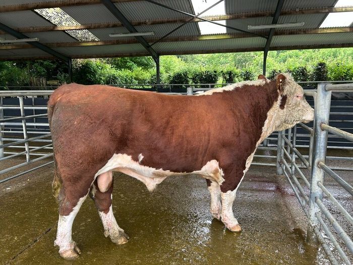 Bull