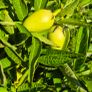 (M) Melon Fruit Pepino seeds (10s) Melon Pear (210701) Image 3