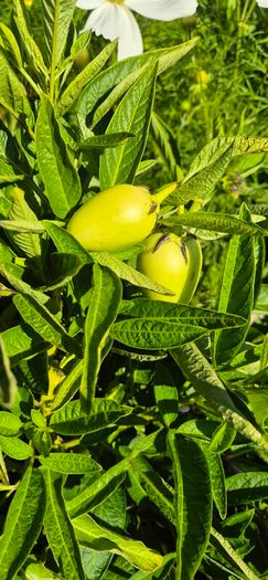 (M) Melon Fruit Pepino seeds (10s) Melon Pear (210701)