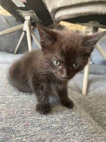 2 male kittens