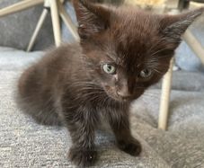 2 male kittens