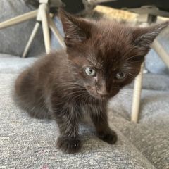 2 male kittens