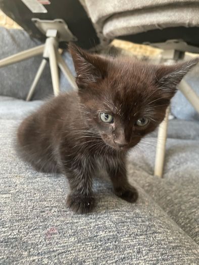 2 male kittens