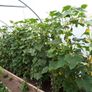 Short Cucumber/ Gherkin "RODNICIOK NATURE H" Seeds Image 3