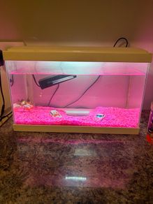 White fish tank