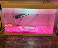 White fish tank