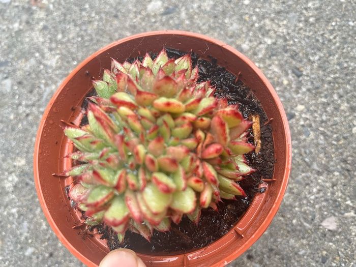 plant