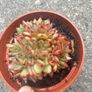 plant Image 3