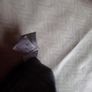 Age 5 Catamini Shorts Image 5