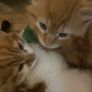 Kittens for adoption Image 2