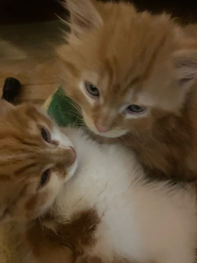 Kittens for adoption