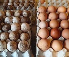 Chicken and Duck eggs